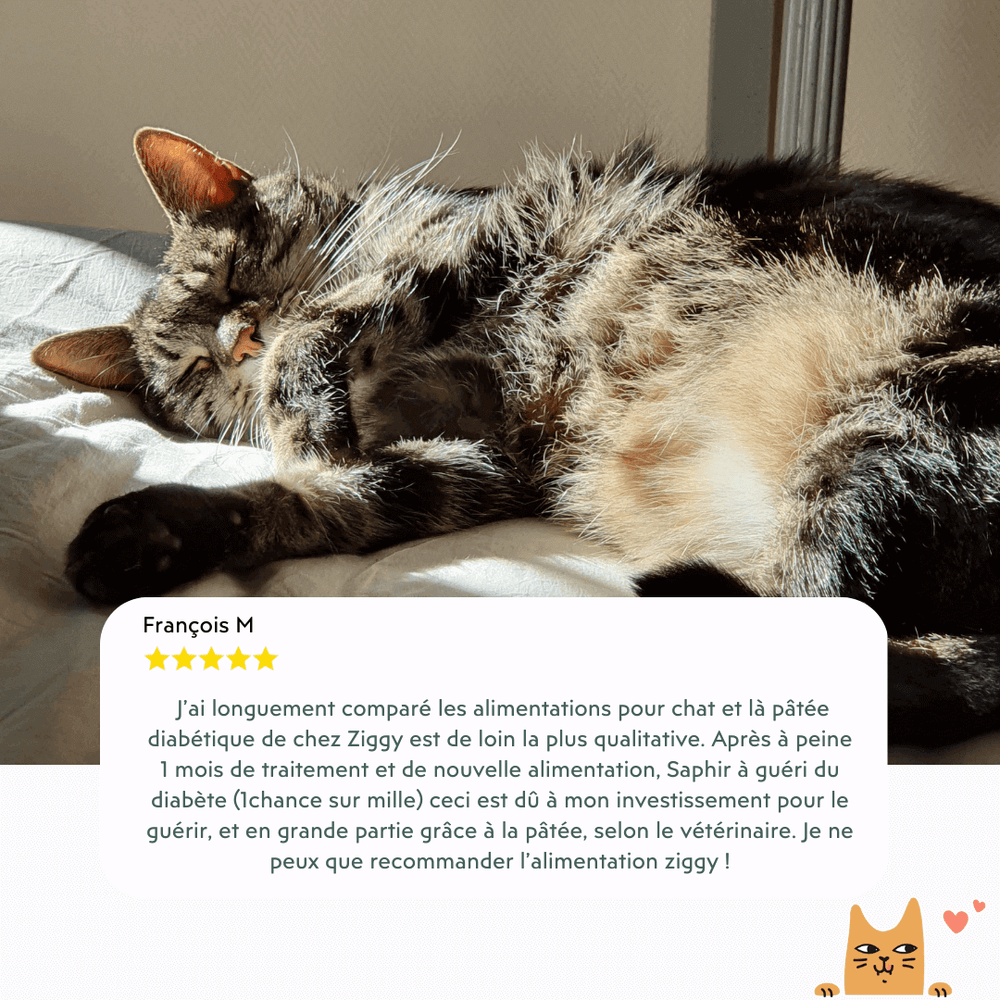 Ziggy - Alimentation du chat diabétique : comment bien le nourrir ?