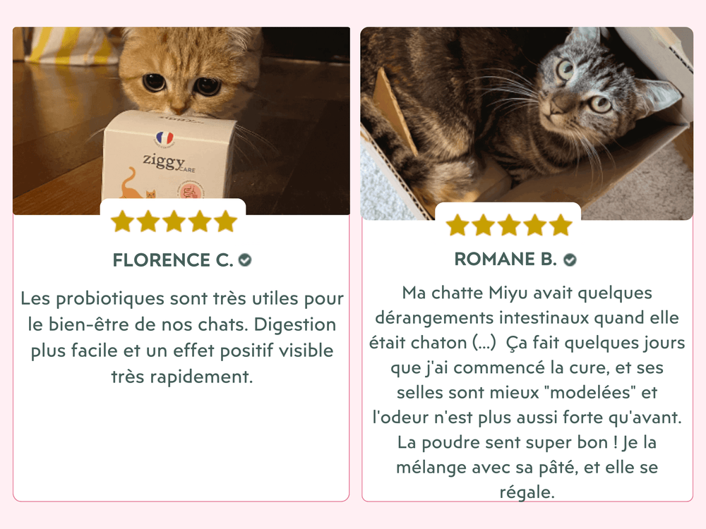 avis clients des probiotiques pour chat et chaton Ziggy - Les bienfaits des probiotiques pour chat