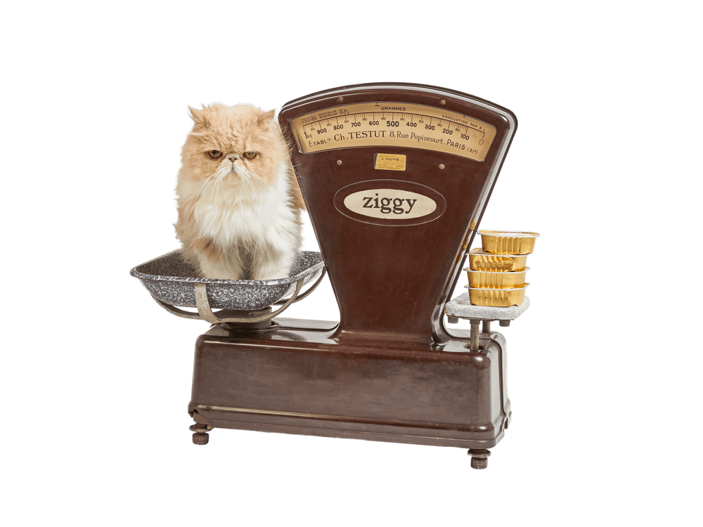 Chat sur une balance avec des pâtées pour chat sans céréales Ziggy
