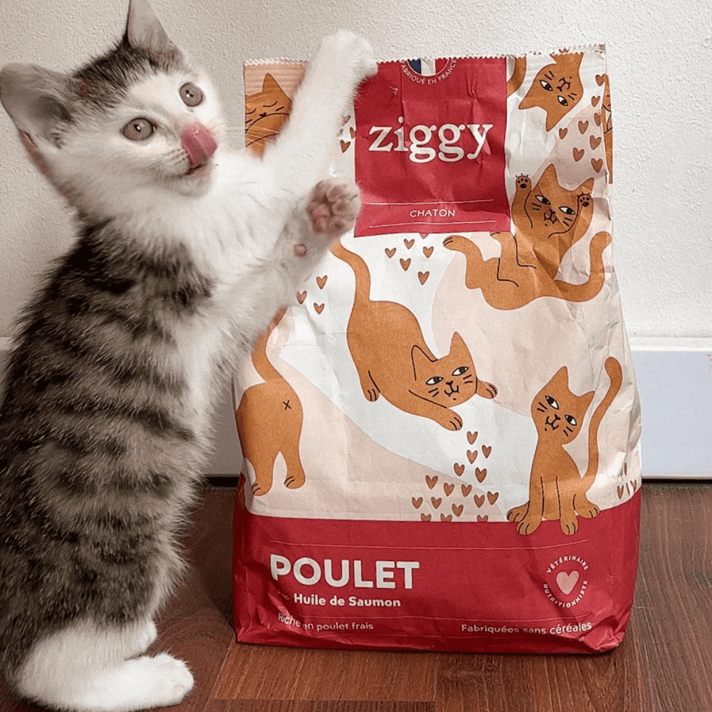 Ziggy - Kitten kibble: 4 criteria for choosing the right one