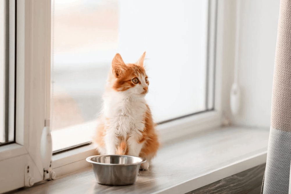 Chaton stérilisé devant sa gamelle - Comment nourrir mon chaton stérilisé ?