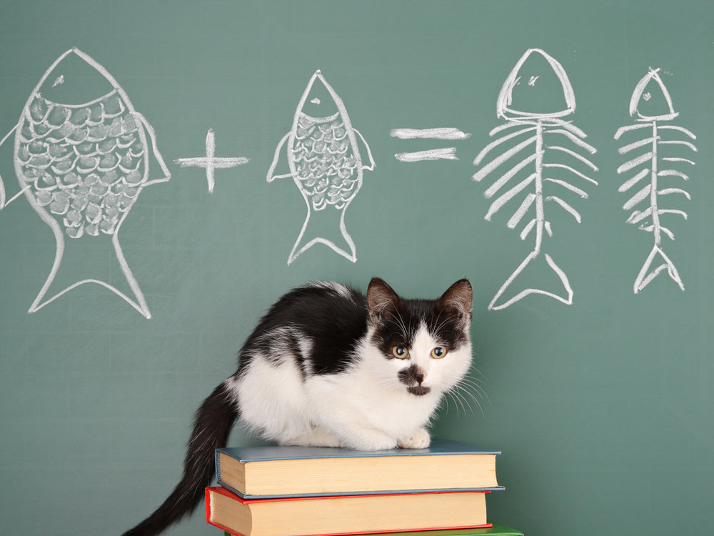 chat devant des poissons dessinés sur un tableau - Fischöl für Katzen: Nutzen, Vorteile und Tipps