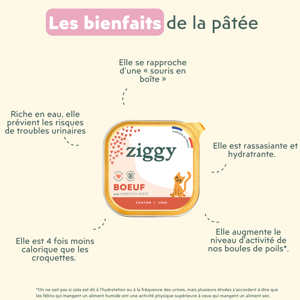 Les bienfaits de la pâtée pour chat - Croquettes ou pâtées : que donner à mon chaton ?
