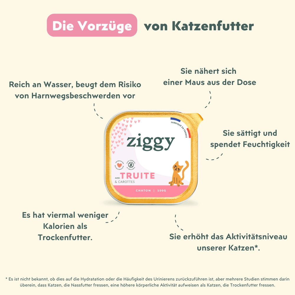 Ziggy - Trockenfutter oder Nassfutter, was soll ich meinem Kätzchen füttern?