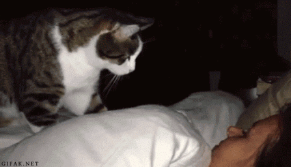 gif d'un chat qui réveille son humain pendant la nuit - Top 10 des bonnes résolutions à prendre avec son chat en 2024