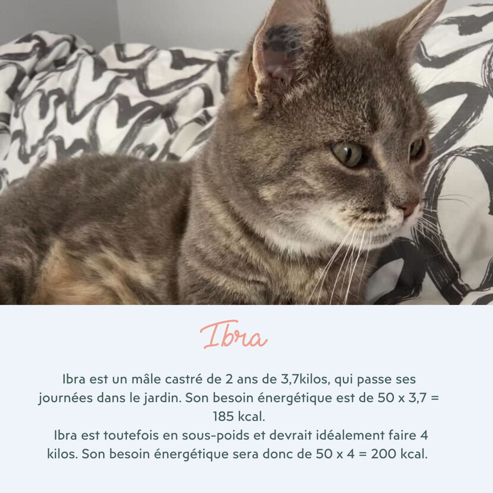 Besoin énergétique du chat adulte stérilisé - Quelle quantité de croquettes par jour donner à mon chat ?