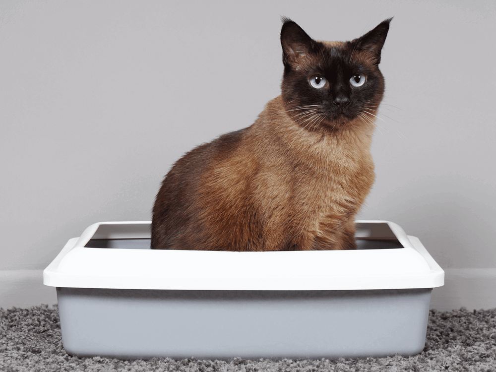 Chat dans sa litière qui a du mal à uriner - Problèmes urinaires chez le chat : causes et préventions