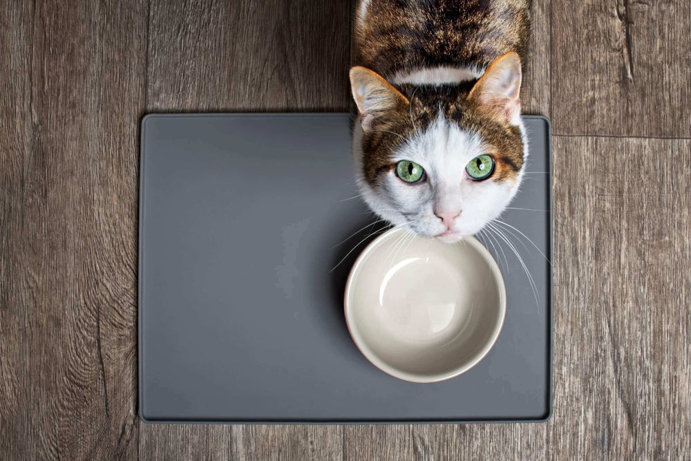 chat diabétique devant sa gamelle - Feeding a diabetic cat: how to feed it properly?