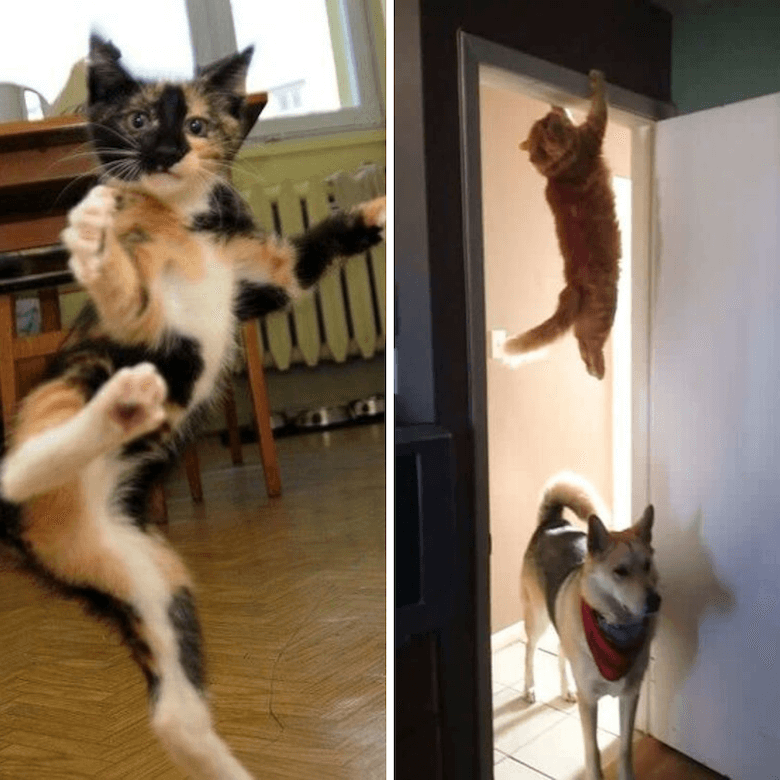 Chat qui saute partout et au dessus d'un chien - 10 preuves que nos chats sont des espions