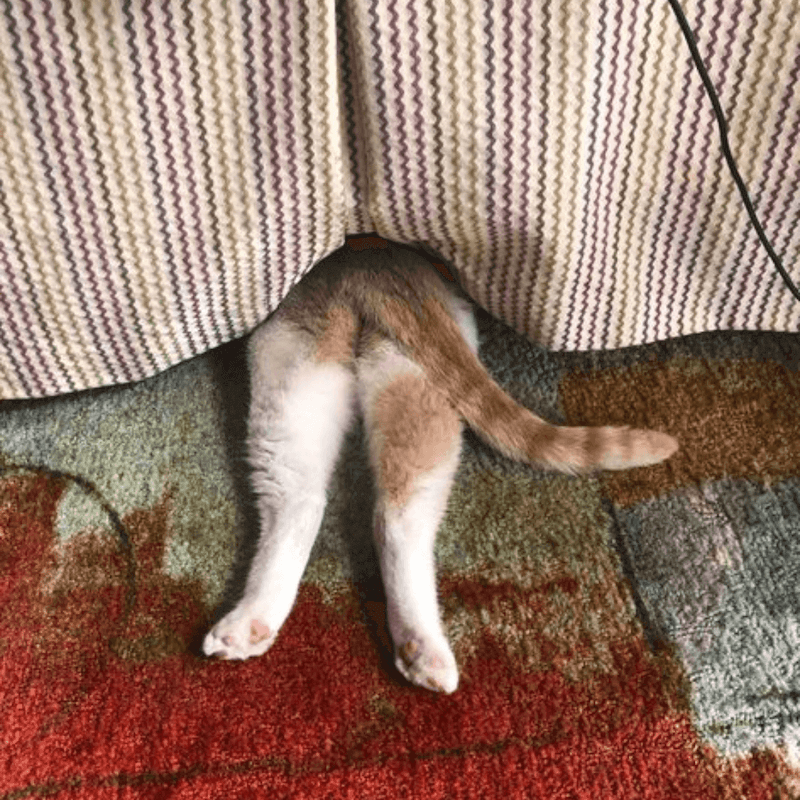 chat qui se cache - 10 preuves que nos chats sont des espions