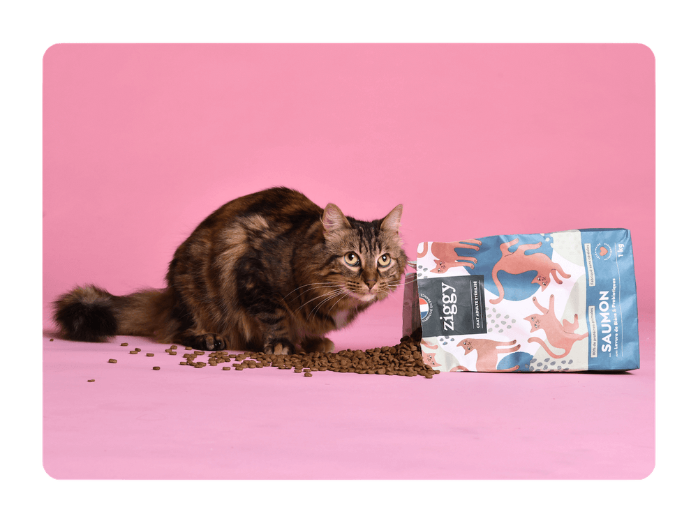 Chat gris qui mange des croquettes pour chat adulte stérilisé sans céréales et saines Ziggy