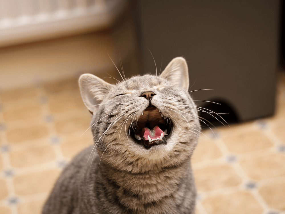 Chat qui miaule la nuit - Mon chat miaule la nuit : pourquoi et que faire ?