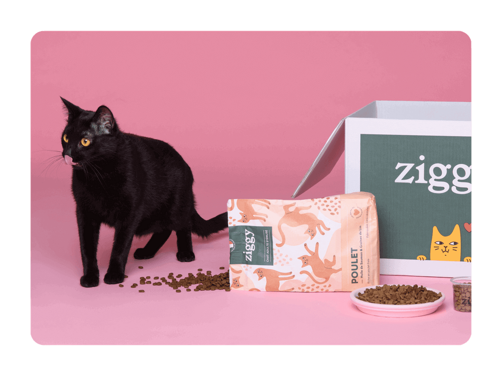 Chat noir qui se lèche les babines à côté de ses croquettes pour chat adulte stérilisé au poulet