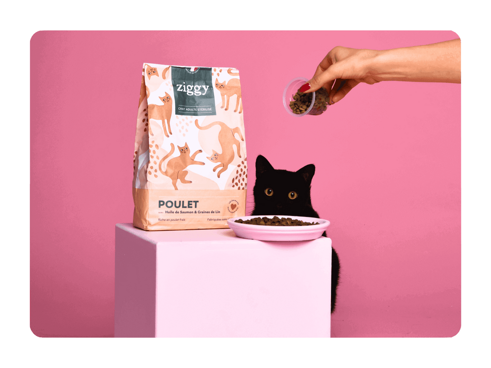 Chat noir qui regarde un paquet de croquettes pour chat adulte stérilisé au poulet saines et sans céréales
