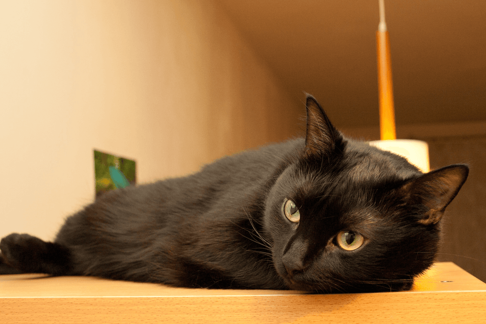 Chat noir allongé - Mon chat noir a le poil qui roussit, pourquoi ?