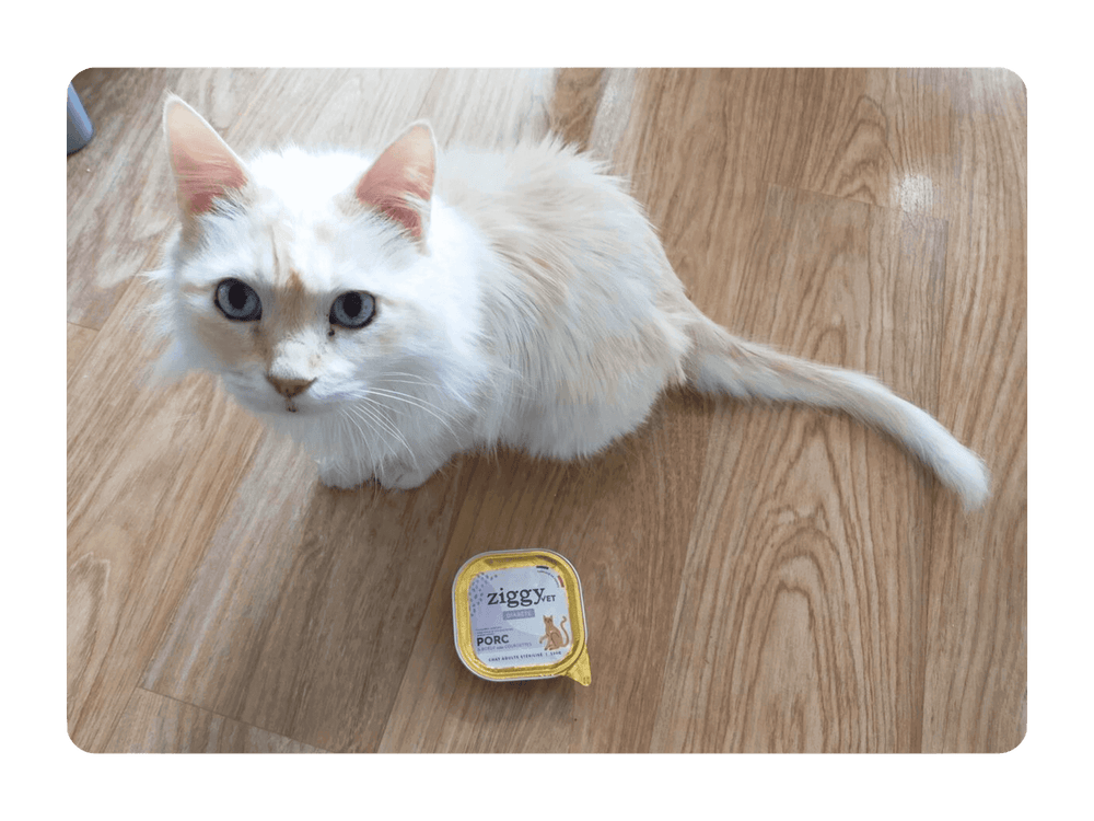Chat adulte blanc qui est atteint de diabète et qui mange la pâtée pour chat adulte Ziggy Vet