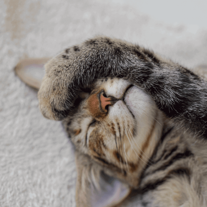 chat qui dort et ronronne - 10 preuves que nos chats sont des espions