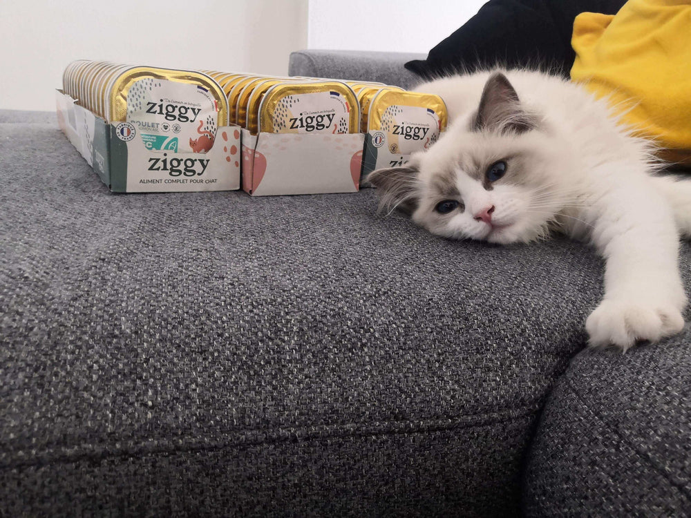 chat ragdoll à côté de ses pâtées préférés Ziggy - Ragdoll-Futter: Wie füttere ich meine Katze richtig?