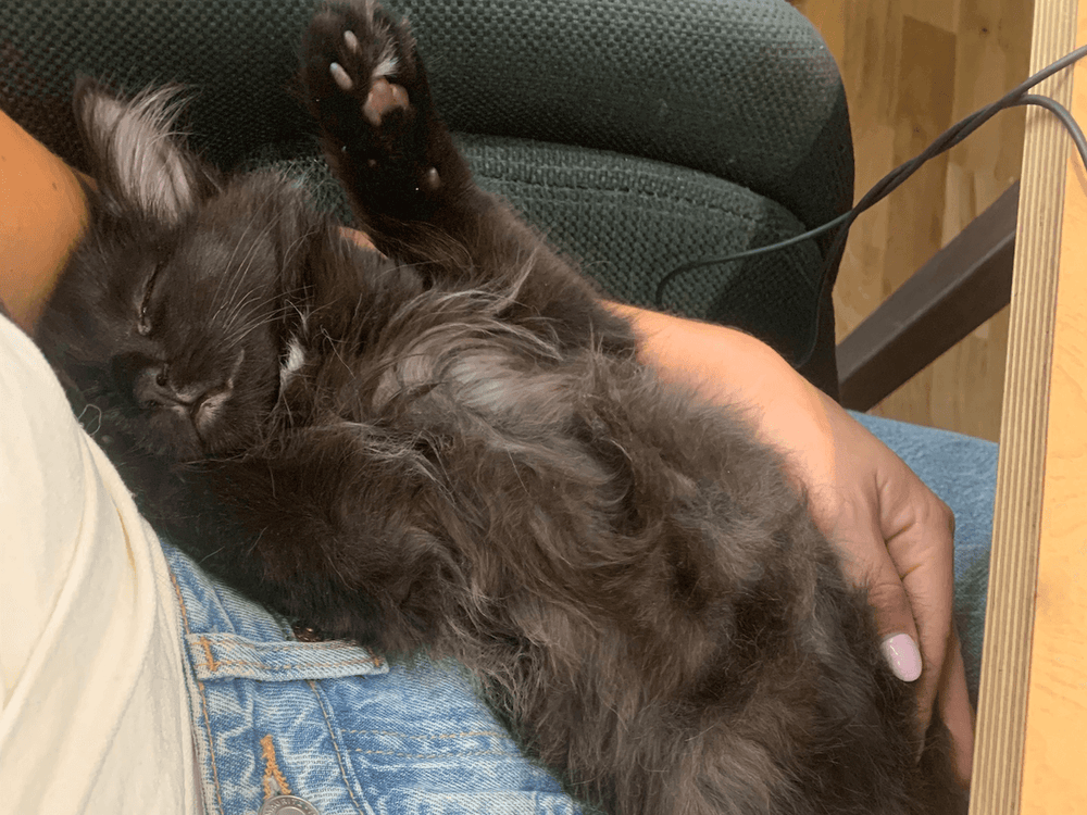 Chaton croisé Maine Coon - How to recognize a Maine Coon crossbreed cat?