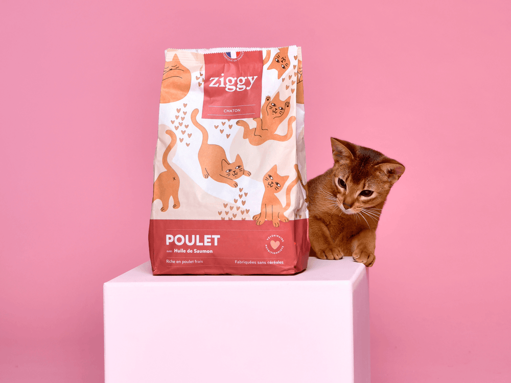 Chaton qui regarde un paquet de croquettes pour chaton Ziggy au poulet