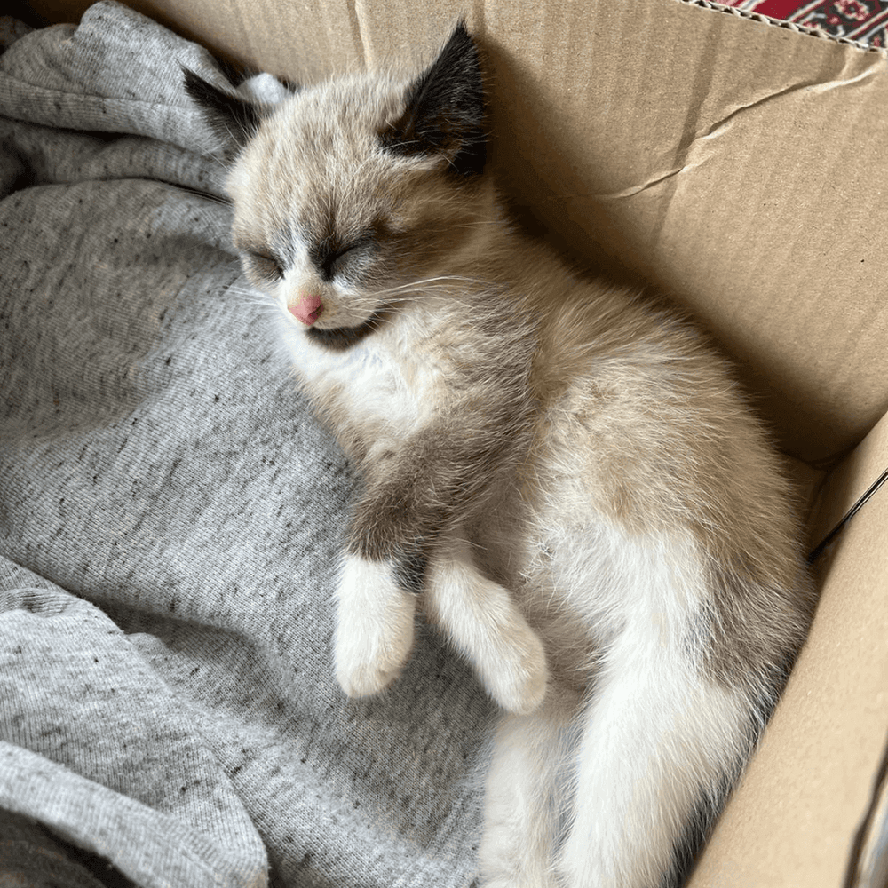 Chaton avec un ventre gonflé qui dort - My kitten has a swollen belly, is this normal?