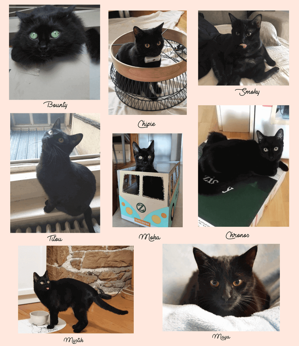 Ziggy - Mon chat noir a le poil qui roussit, pourquoi ?