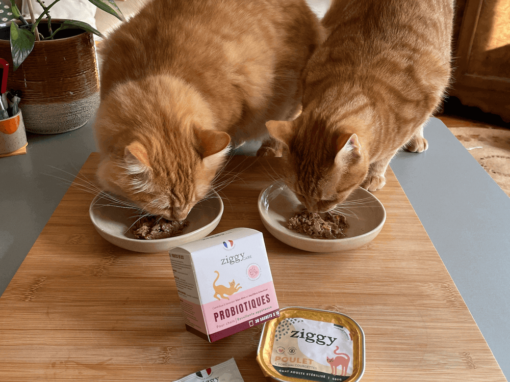 Deux chats prenant des probiotiques avec de la pâtée - Les bienfaits des probiotiques pour chat