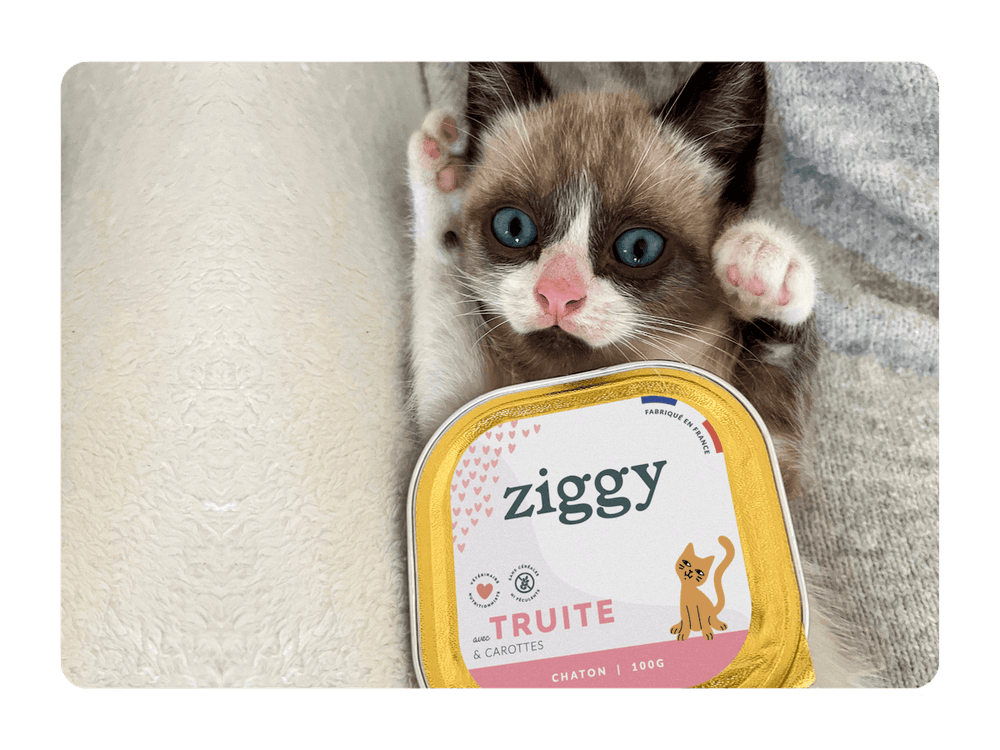 Chaton très mignon avec la pâtée pour chaton Ziggy à la truite