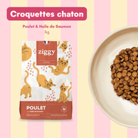 Coffret découverte chaton