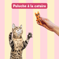 Coffret découverte chaton