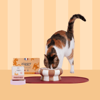 Composition du coffret découverte pour chat adulte stérilisé Ziggy comprenant des croquettes et pâtées pour chat adulte stérilisé ainsi que des probiotiques pour chat