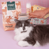 Contenu du coffret Pelage pour chat adulte stérilisé de la marque Ziggy qui comprend des croquettes et pâtées pour chat adulte stérilisé, une brosse pour chat et un flacon d'huile de poisson et d'algues pour chat