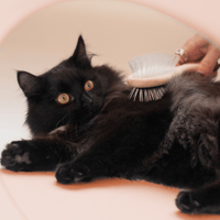 Contenu du coffret Pelage pour chat adulte stérilisé de la marque Ziggy qui comprend des croquettes et pâtées pour chat adulte stérilisé, une brosse pour chat et un flacon d'huile de poisson et d'algues pour chat