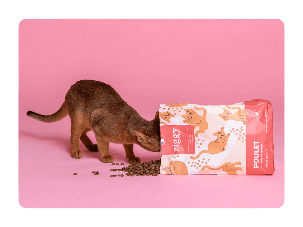 Chaton la tête dans un paquet de croquettes pour chaton au poulet et huile de saumon sans céréales, sain et français