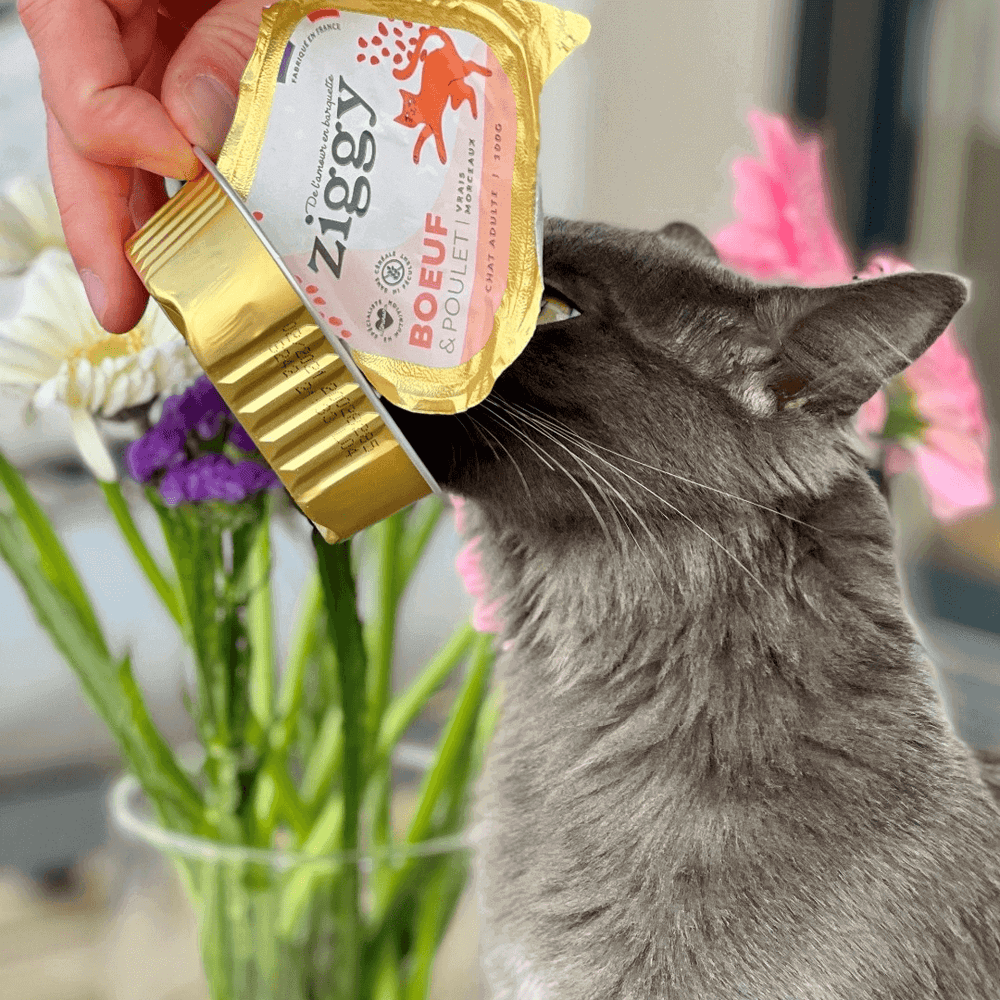 Ziggy - The Best Wet Food for My Cat
