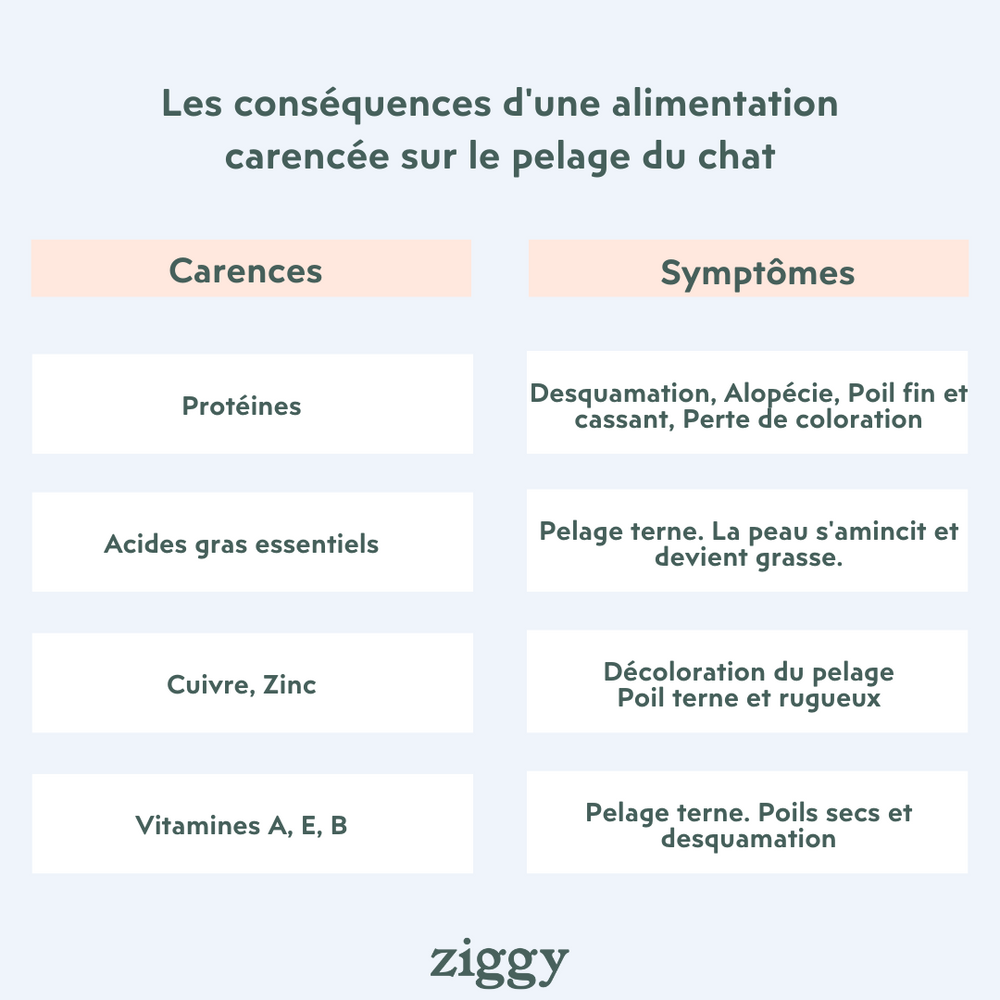 Ziggy - 10 signes d’un chat en bonne santé