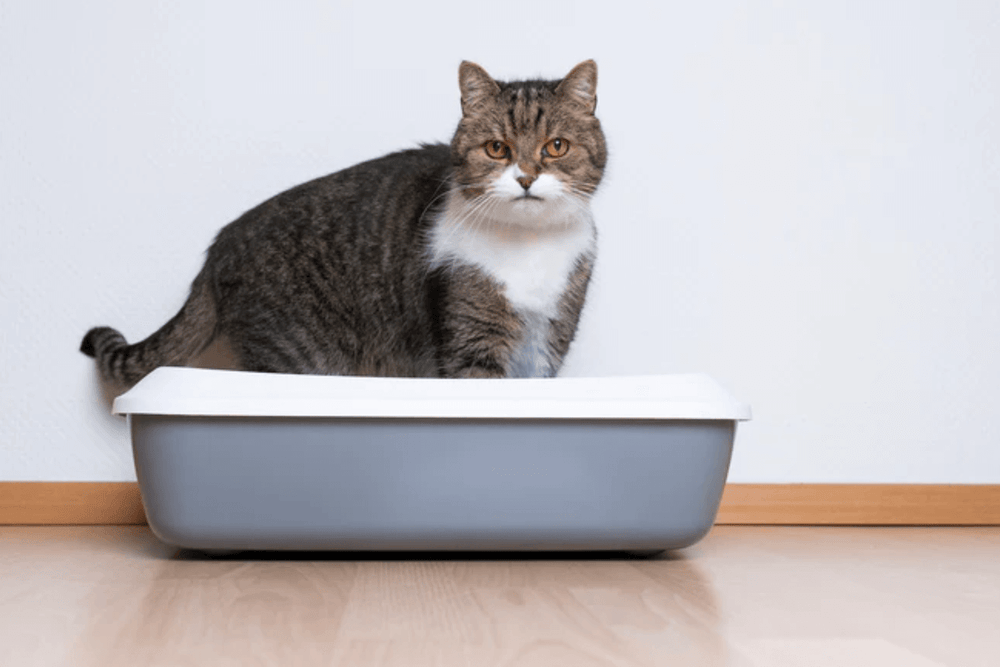 chat constipé dans sa litière - Constipation in cats: why and what to do?