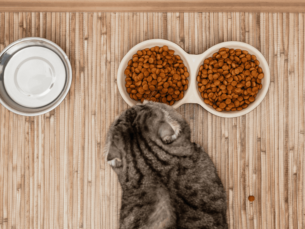 Chat qui mange des croquettes dans une gamelle - Quelles croquettes pour chat éviter ?