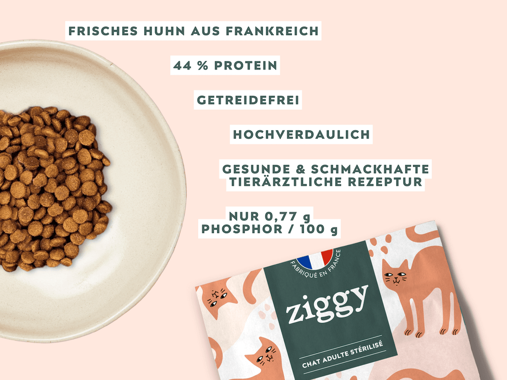 Ziggy - Wie wählt ihr das beste Trockenfutter für eure Katze aus?
