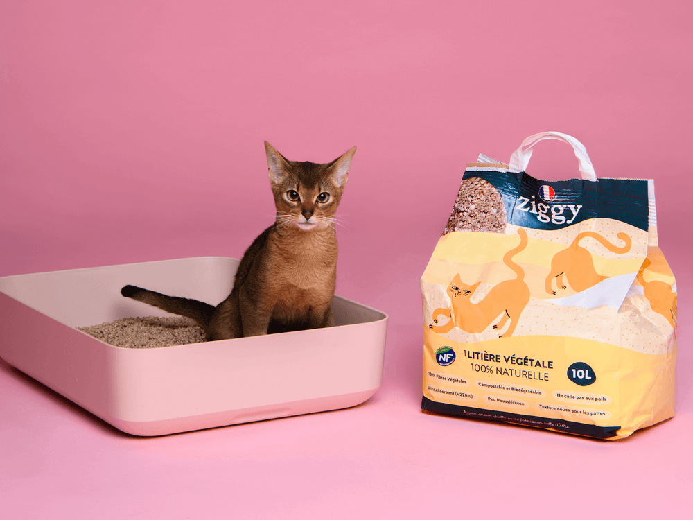 Un chat qui fait ses besoins dans une litière - 10 signes d’un chat en bonne santé