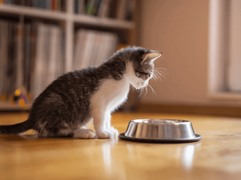 Un chaton devant sa gamelle de croquettes - Donner des croquettes adultes à un chaton : sans danger ?