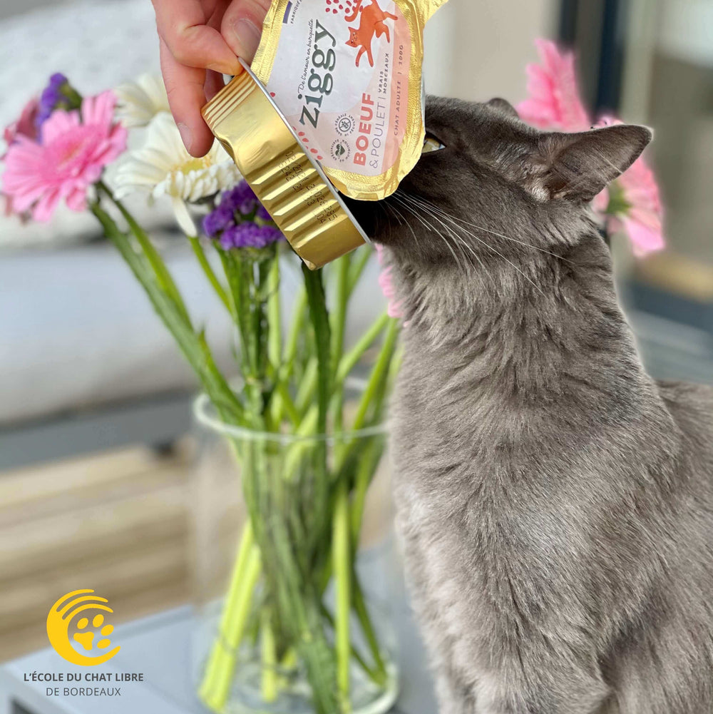 Chat gris qui mange une pâtée pour chat adulte au boeuf sans céréales