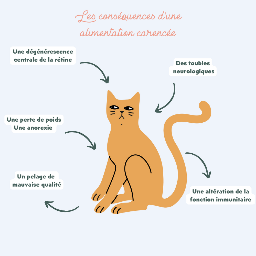 Ziggy - Donner des croquettes adultes à un chaton : sans danger ?