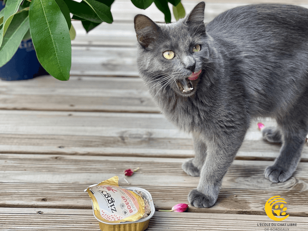 Chat en train de manger de la pâtée pour chat adulte au boeuf
