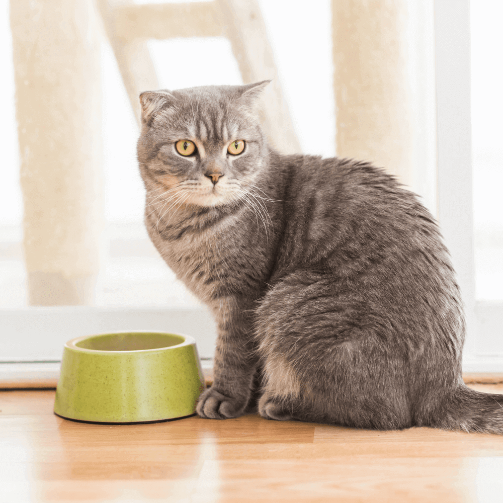 chat devant sa gamelle de croquettes - 5 signes que votre chat s’ennuie