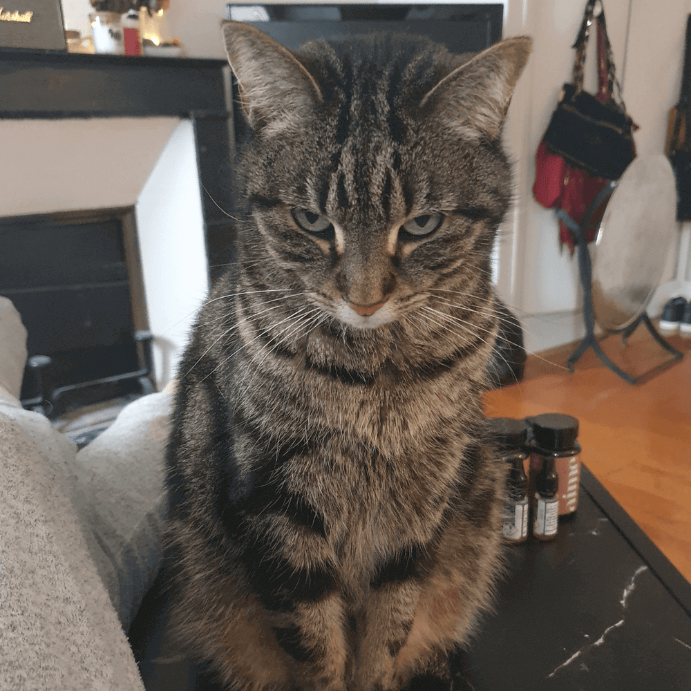 Chat qui s'ennuie devenant agressif - 5 signes que votre chat s’ennuie