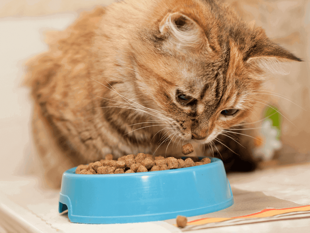 Chat devant une gamelle de croquettes - Quelles croquettes pour chat éviter ?