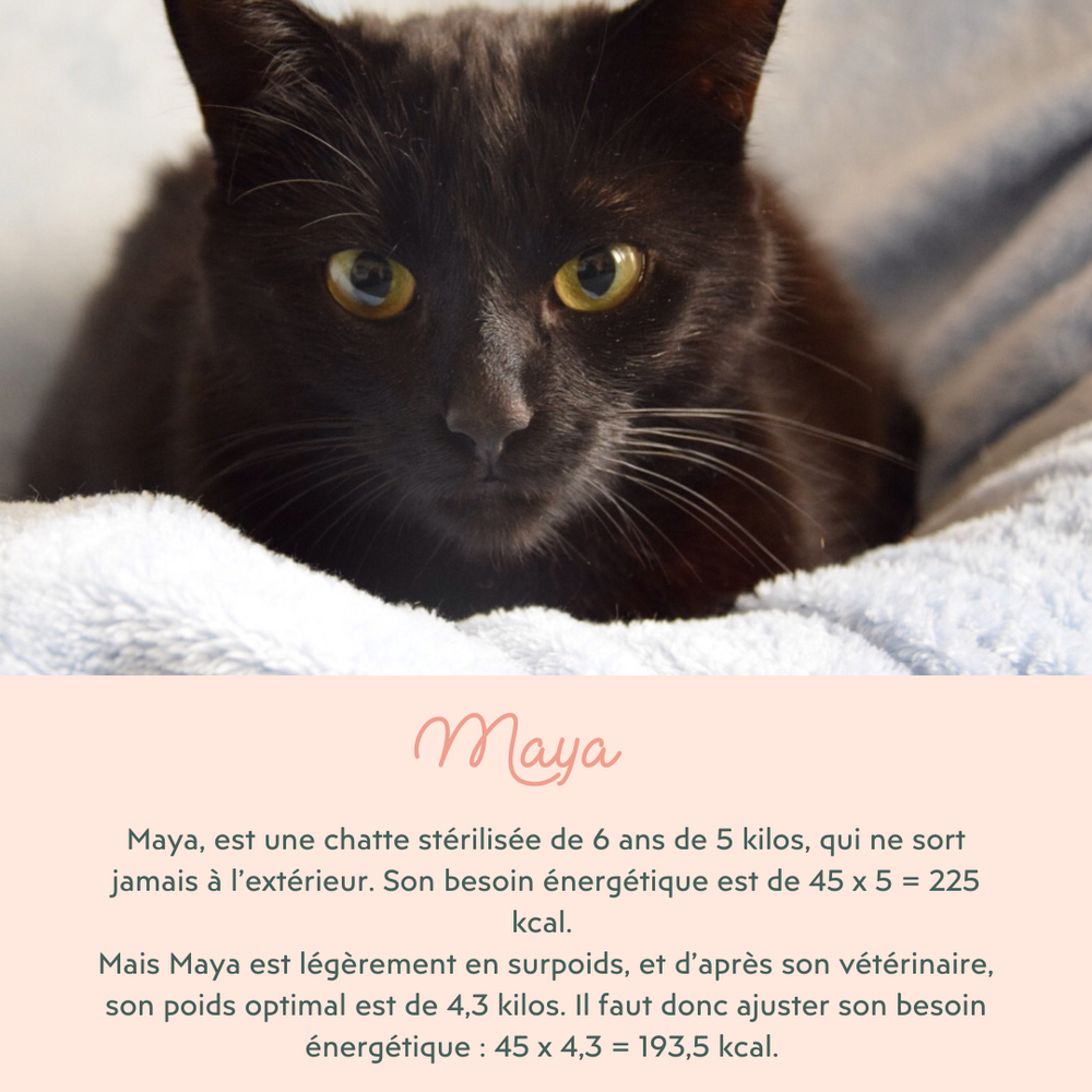Besoin énergétique du chat adulte stérilisé - Quelle quantité de croquettes par jour donner à mon chat ?