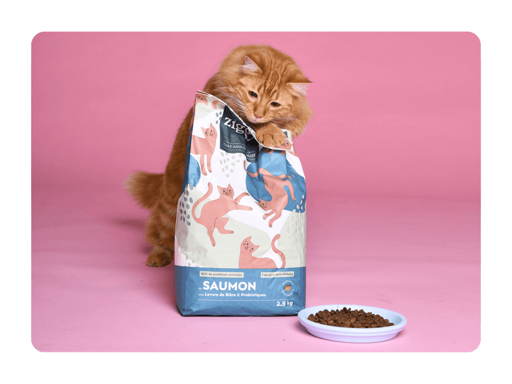 Chat roux qui saute sur un paquet de croquettes pour chat adulte stérilisé sans céréales Ziggy