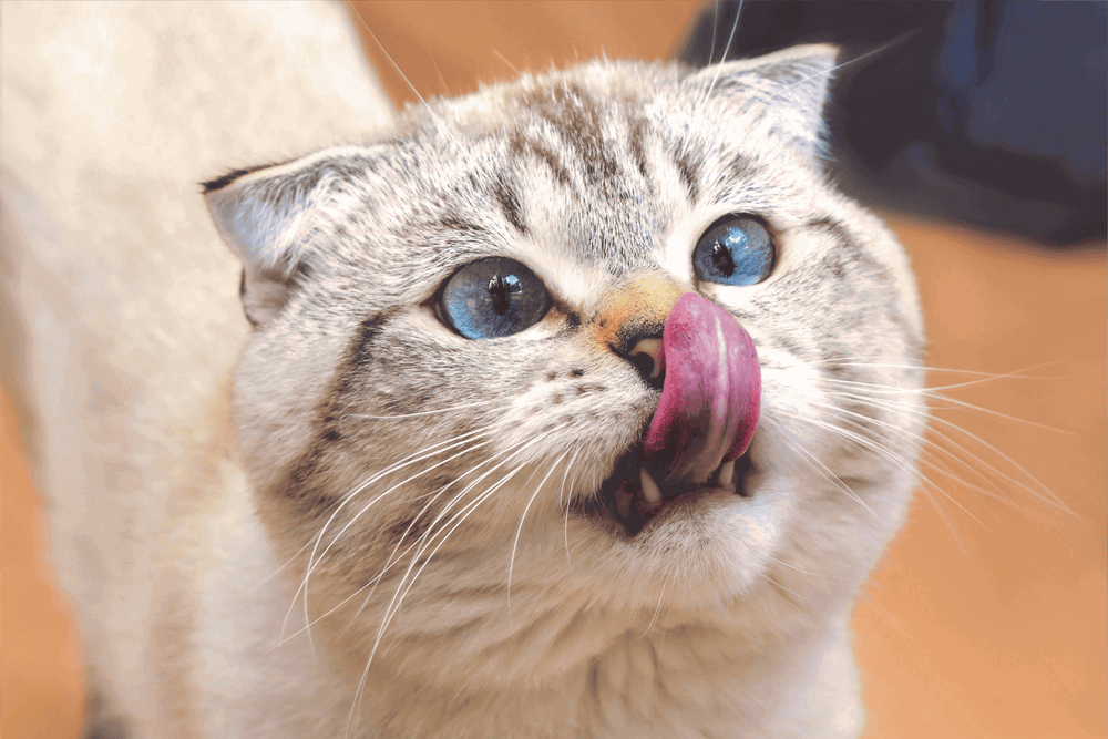 Ziggy - 5 friandises saines pour mon chat